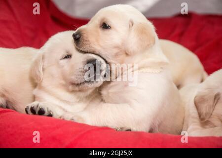 Wurf von schelmischen, einen Monat alten gelben Labrador Welpen. (PR) Stockfoto