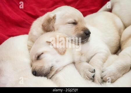 Wurf von einem Monat alten gelben Labrador Welpen. (PR) Stockfoto