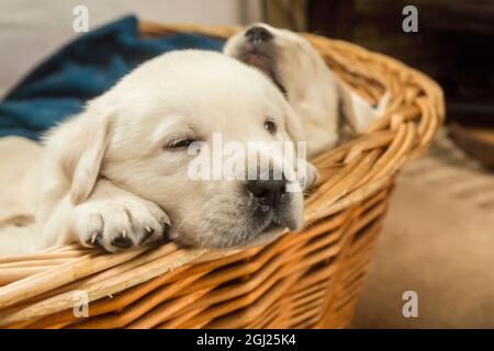 Wurf von einem Monat alten gelben Labrador Welpen. (PR) Stockfoto