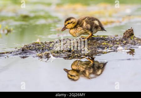 USA, Wyoming, Sublette County, ein neu geschlüpftes Zimt-Teal-Entlein steht auf einer kleinen Schlamminsel in einem Teich. Stockfoto