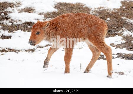 Yellowstone-Nationalpark. Ein neugeborenes Bison-Kalb, das in einem Schneesturm im Frühling steht. Stockfoto