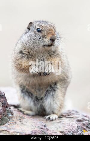 Yellowstone-Nationalpark, Richardsons Bodenhörnchen. Stockfoto