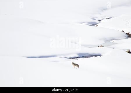 Yellowstone National Park, Kojote, die in einer verschneiten Landschaft steht. Stockfoto