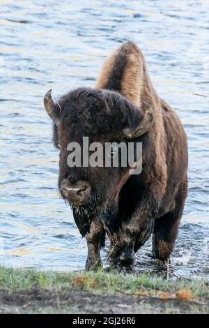 Yellowstone-Nationalpark. Ein Bison-Bulle, der aus dem Firehole River auftaucht. Stockfoto