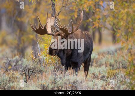 01979-00509 Elchbulle (Alces Alces) im Herbst, Grand Teton National Park, WY Stockfoto