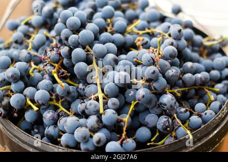 Unschärfe-Effekte im Hintergrund der Traube. Flacher Lay, viele blaue Bio-Trauben, Konzeptwein, Ernte und Saft. Unvollkommen. Nicht fokussiert. Stockfoto