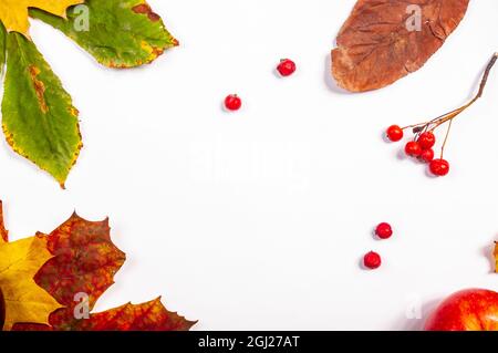 Herbstliche Kunstkomposition - abwechslungsreiche getrocknete Blätter, Kürbisse, Früchte, Vogelbeeren auf weißem Hintergrund. Herbst, Herbst, halloween, Danksagetag Konzept Stockfoto