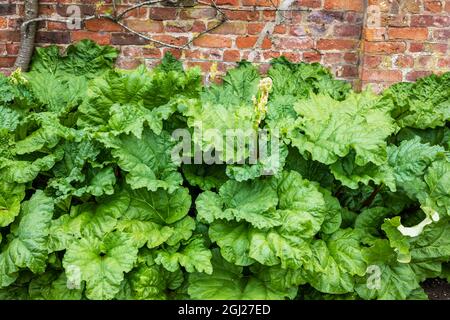 Große und gesunde Pflanzen mit Blüten auf essbaren Rhabarber, die in einem Garten gegen alte Ziegelmauern wachsen. Stockfoto