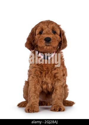 Liebenswert Cobberdog Welpe alias Labradoodle Hund, sitzt nach vorne. Direkter Blick auf die Kamera. Isoliert auf weißem Hintergrund. Stockfoto