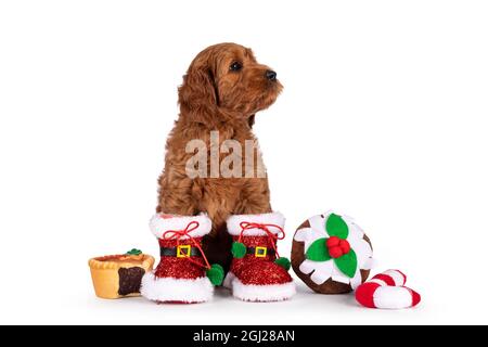 Liebenswert Cobberdog Welpen aka Labradoodle Hund, sitzen nach vorne tragen und sitzen zwischen Weihnachtsdekorationen. Blick Seite weit weg von Stockfoto