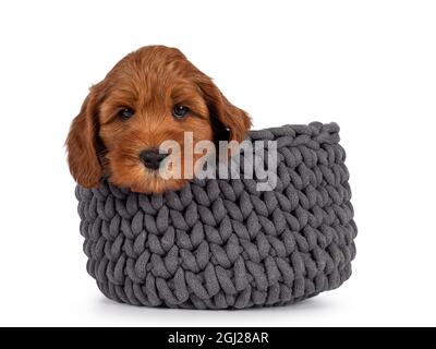 Liebenswert Cobberdog Welpen aka Labradoodle Hund, hängend mit Kopf über Rand der grauen gestrickten Korb. Direkter Blick auf die Kamera. Isoliert auf einem weißen Stockfoto