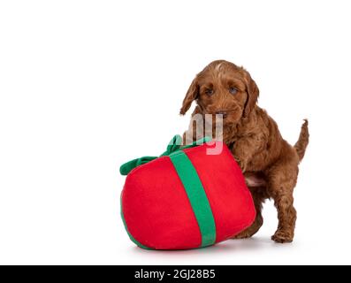 Liebenswert Cobberdog Welpen aka Labradoodle Hund, spielen mit Spielzeug Weihnachtsgeschenk. Wegschauen von der Kamera. Isoliert auf weißem Hintergrund. Stockfoto