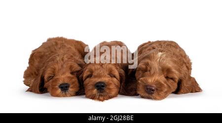 Reihe von 3 liebenswert Cobberdog Welpen aka Labradoodle Hund, schlafen. Isoliert auf weißem Hintergrund. Stockfoto