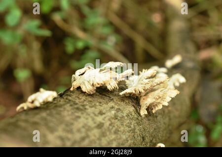 Pilzpilzhaufen, der aus dem Verfall wächst, melden sich auf dem Boden an Wald Stockfoto