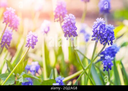 Schöne blaue Blüten von Muscari im Sonnenlicht. Viper Zwiebel oder Maus Hyazinthe. Selektiver Fokus Stockfoto