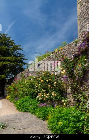 Farbenfrohe krautige Grenzen im ummauerten Garten der Bishop's Palace Gardens in Wells, Somerset, England, Großbritannien Stockfoto