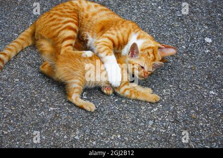 Orange Katzen Mutter und Baby spielen auf dem Boden. Stockfoto