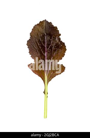 Frisch geerntete rote Senfblätter auf weißem Hintergrund Stockfoto