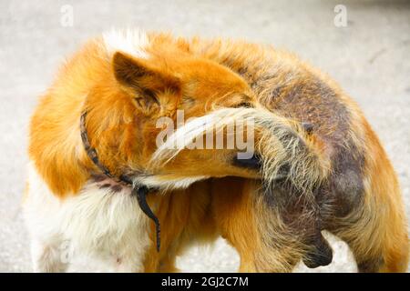 Kranker Hund mit Mähne und er versucht, um seinen Schwanz zu beißen, um Juckreiz zu lösen Stockfoto