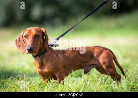 Dackel Hund draußen an der Leine, Großbritannien Stockfoto