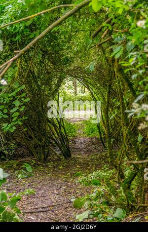 Durchgang durch blühend grüne dichte, verwinkende Vegetation Stockfoto