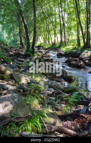 Erlenwald am Fluss Ribera de Acebo. Außergewöhnlicher Naturfleck im Herzen der Sierra de Gata, Caceres, Extremadura, Spanien Stockfoto