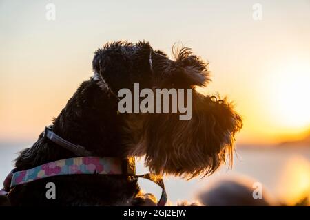 Porträt von Schwarz-Silber-Miniatur-Schnauzer-Shooting in der Natur bei Sonnenuntergang, Nahaufnahme, im Freien Stockfoto