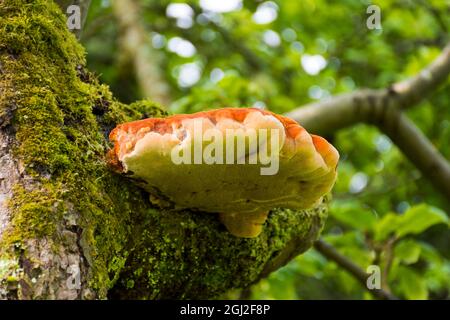 Chicken of the Woods (Laetiporus sulfureus) ist ein essbarer, polyporiger Pilz, der hier auf einem Apfelbaum wächst Stockfoto