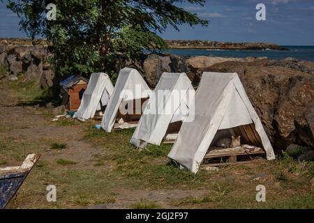 Katzen in speziellen Katzenzelten an der Küste. Glückliche und entzückende Katzen, die in ihren einzelnen Zelten leben. Stockfoto