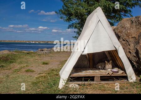 Katzen in speziellen Katzenzelten an der Küste. Glückliche und entzückende Katzen, die in ihren einzelnen Zelten leben. Stockfoto