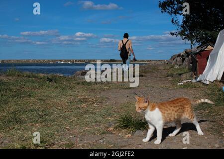 Der Mensch übergibt seine Katze in die Katzenzelte. Traurige Katze verlässt seinen Besitzer. Stockfoto