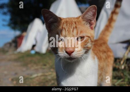 Katzen in speziellen Katzenzelten an der Küste. Glückliche und entzückende Katzen, die in ihren einzelnen Zelten leben. Stockfoto