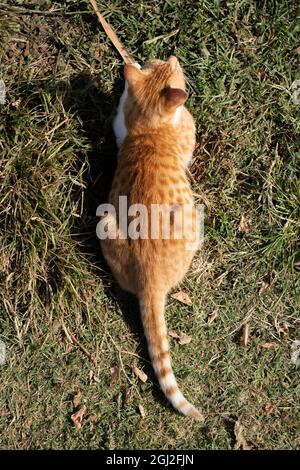 Niedliche orangefarbene Katze, die wie eine Amphibie aussieht. Stockfoto