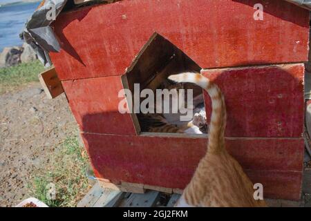 Katzen in speziellen Katzenzelten an der Küste. Glückliche und entzückende Katzen, die in ihren einzelnen Zelten leben. Stockfoto