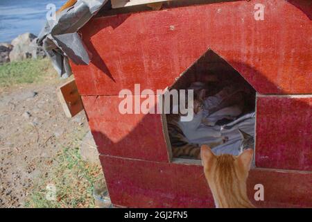 Katzen in speziellen Katzenzelten an der Küste. Glückliche und entzückende Katzen, die in ihren einzelnen Zelten leben. Stockfoto