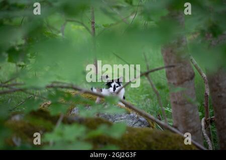 Schwarz-weiße Katze versteckt sich und schaut durch Büsche auf die Kamera Stockfoto