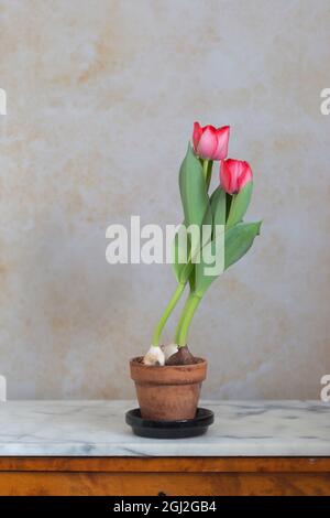 Zwei rote Tulpen in einem Terrakotta-Topf auf einer Marmoroberfläche Stockfoto