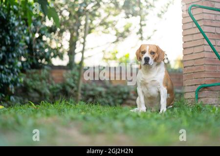 Ein ausgewachsener Beagle, der die Kamera im Garten anschaut Stockfoto