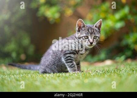 Junge, kleine, grau gekleidete Katze saß im Garten Stockfoto