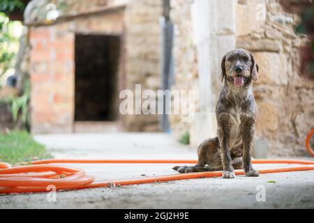 Ein erwachsener Hund, der im Garten auf die Kamera schaut Stockfoto
