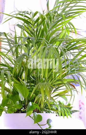 Große Palme im Salon (Chamaedorea elegans) im Topf Stockfoto