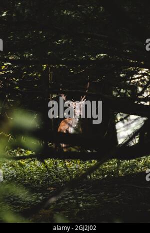 Brachhirsch Hirsch durch eine Lücke im Wald Stockfoto
