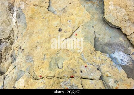 Rote Samtmilben auf einer rauen Steinoberfläche Stockfoto