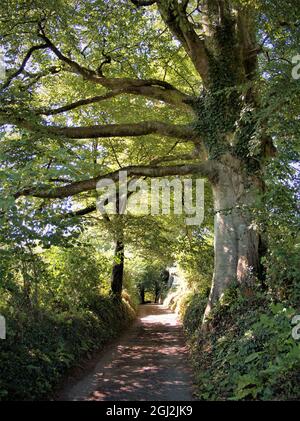 Eine versunkene Landstraße in Devon mit einem grünen Baldachin aus Blättern verschiedener Bäume, einschließlich eines Ulmenbaums. Stockfoto