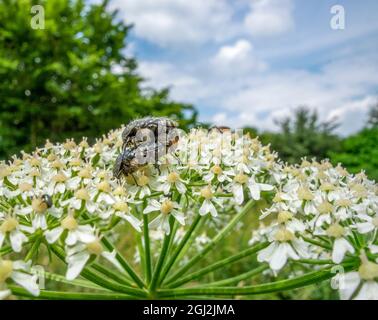 Zwei sich paarende, weiß gepunktete Rosenkäfer auf weißem Blütenkopf in natürlichem Ambiente Stockfoto