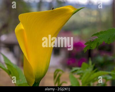 Makrofotografie einer gelben Calla-Lilie, aufgenommen in einem Garten in der Nähe der Stadt Arcabuco im Zentrum Kolumbiens. Stockfoto