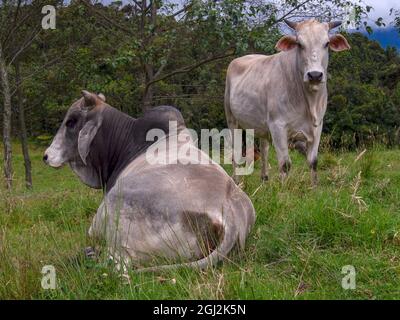 Ein Zebu-Bulle und eine Kuh auf einem Feld auf einem Bauernhof in der Nähe der Stadt Arcabuco im Zentrum Kolumbiens. Stockfoto