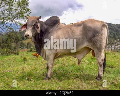 Porträt eines Zebu-Bullen, der auf einem Feld auf einem Bauernhof in der Nähe der Stadt Arcabuco im Zentrum Kolumbiens steht. Stockfoto