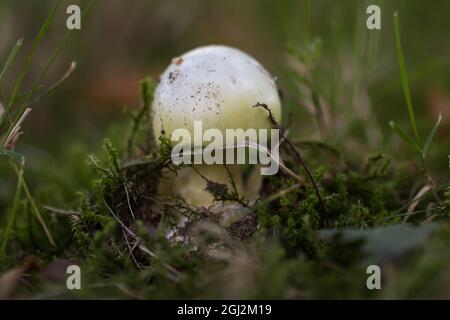 Kleine Todeskappe (Amanita phalloides), die in der Natur wächst Stockfoto