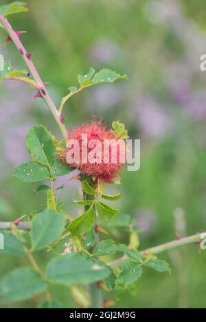 Das Robin-Nadelkissen oder die Beguargalle wird im Sommer von den Larven der Rotkehlenwespe (Diplolepis rosae) auf Hunderosen produziert. Stockfoto